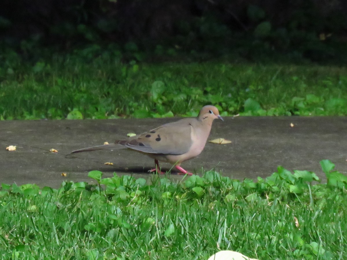 Mourning Dove - ML620703081