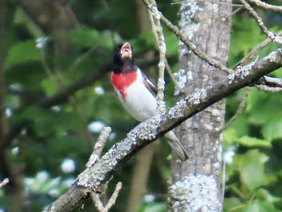 Rose-breasted Grosbeak - ML620703082