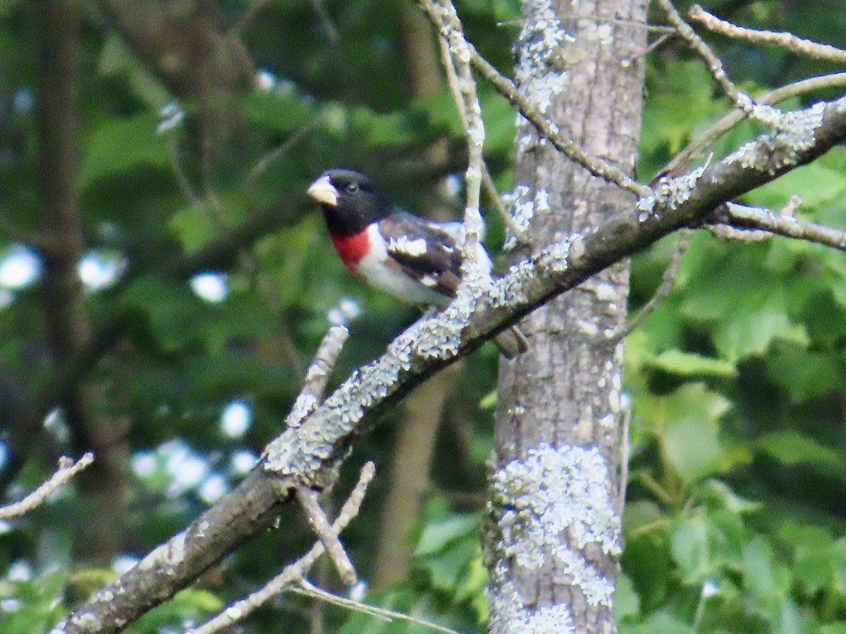 Rose-breasted Grosbeak - ML620703083