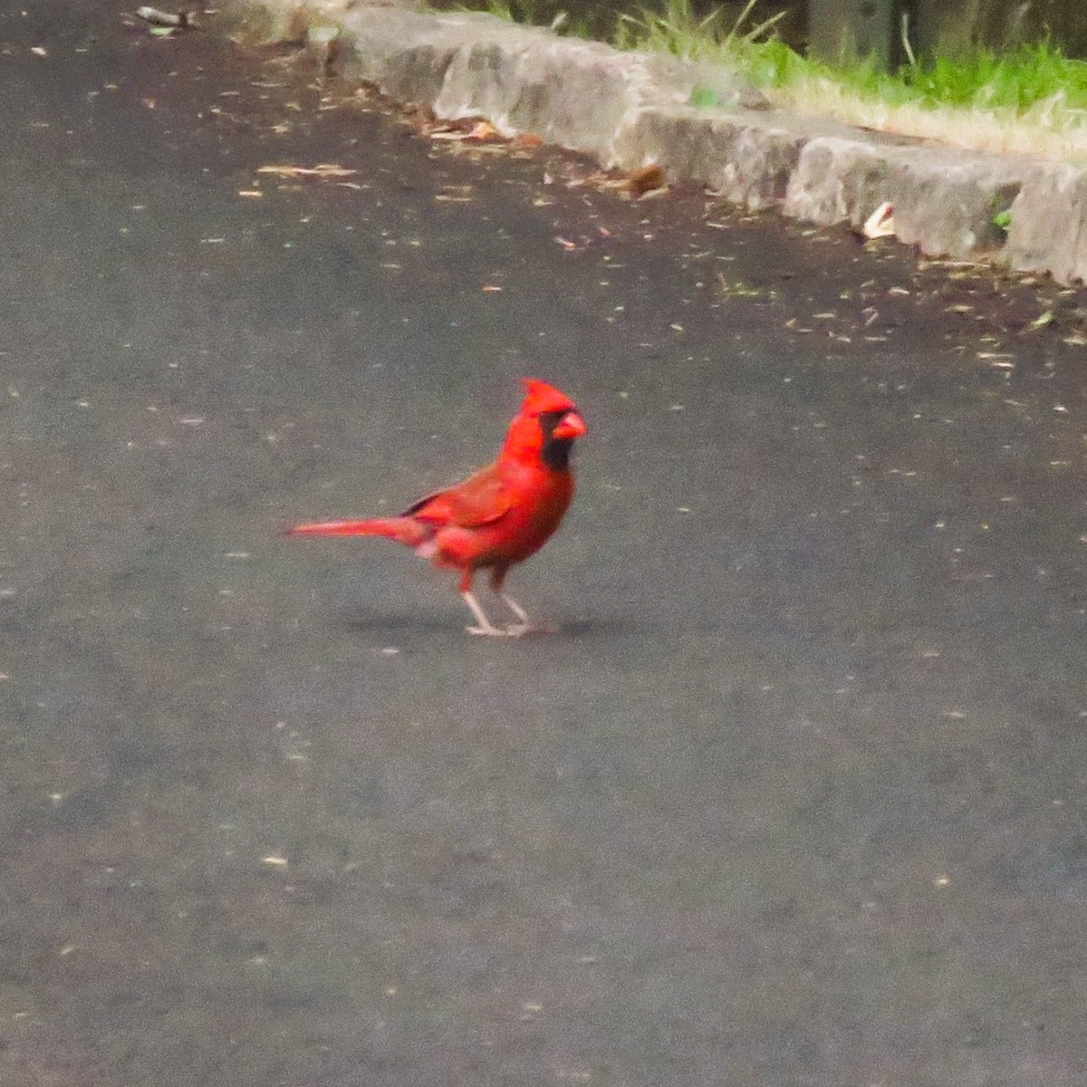 Northern Cardinal - John Fagan