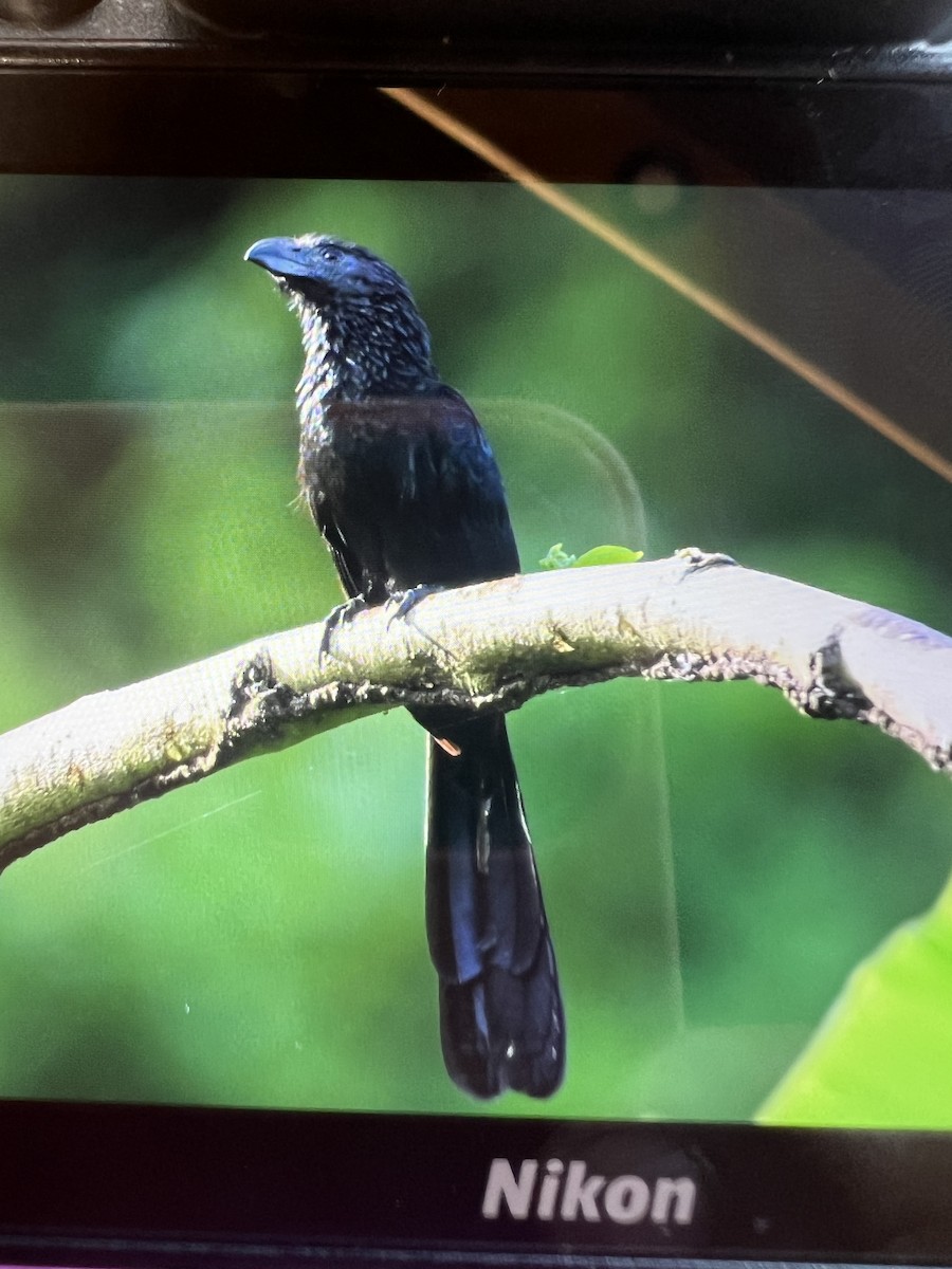 Groove-billed Ani - ML620703092