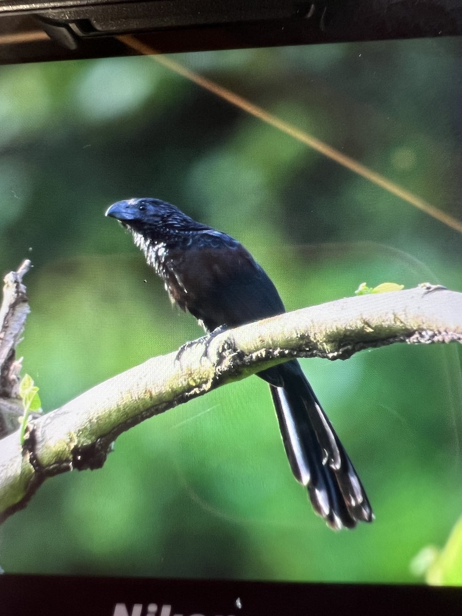 Groove-billed Ani - ML620703093