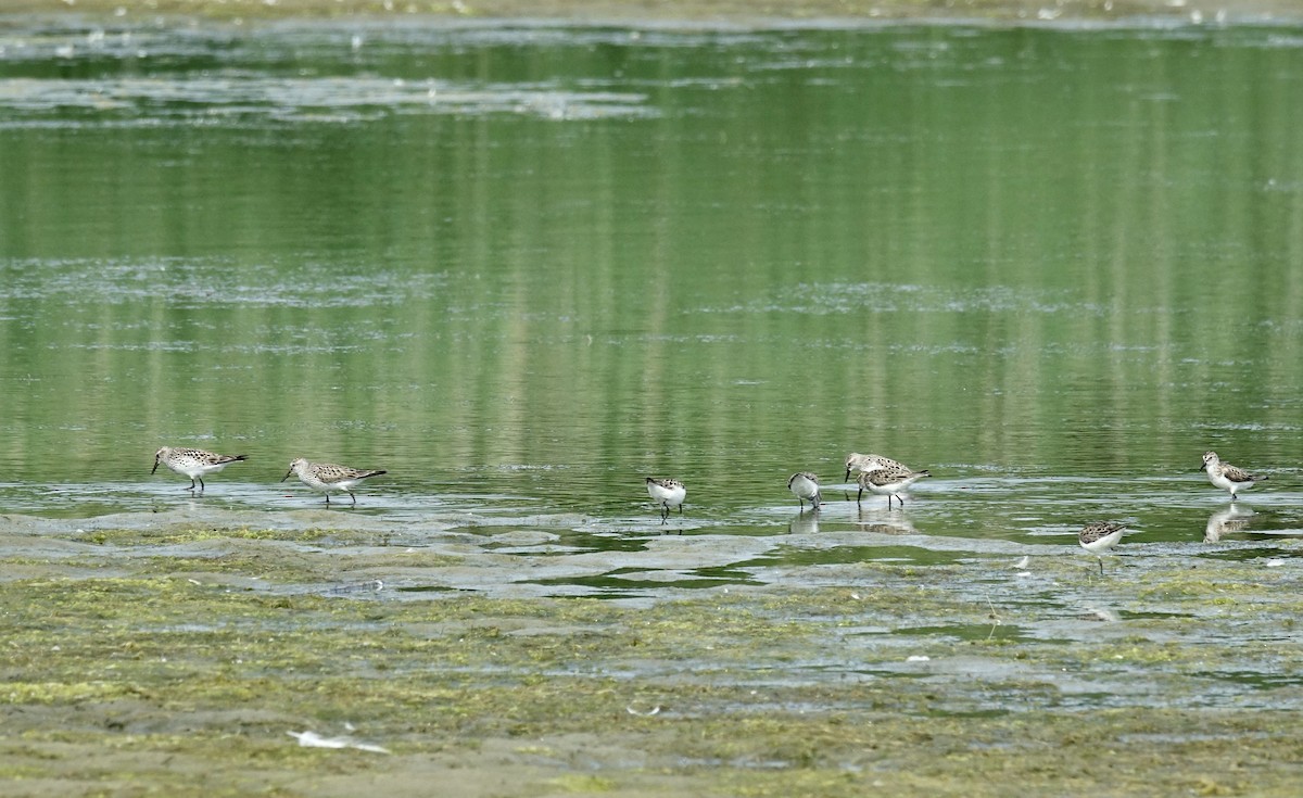 White-rumped Sandpiper - ML620703099