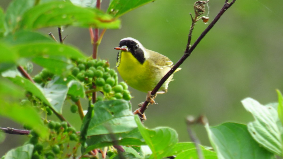 Common Yellowthroat - ML620703108