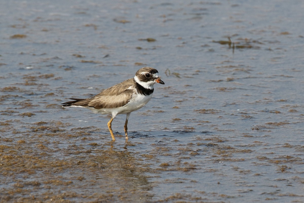 Semipalmated Plover - ML620703114