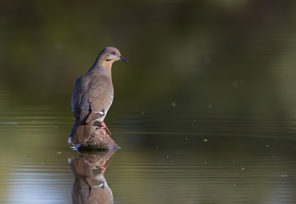 White-winged Dove - ML620703119