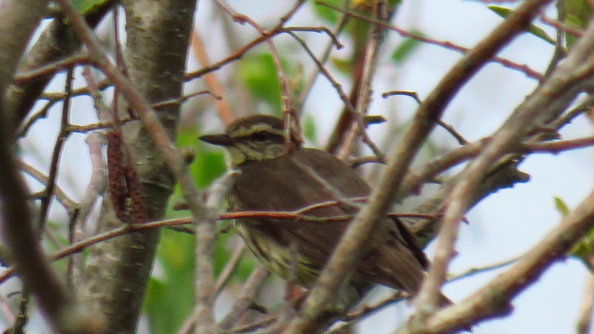 Northern Waterthrush - ML620703127