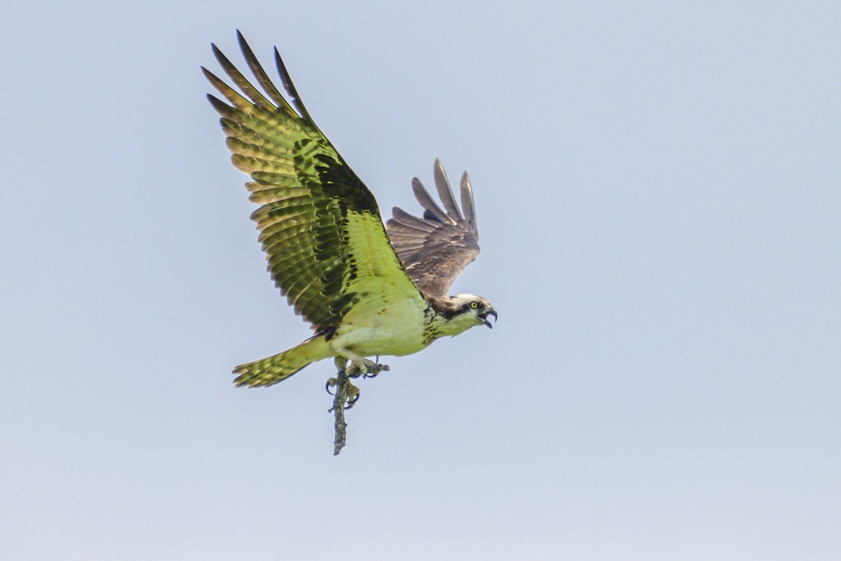 Balbuzard pêcheur - ML620703129