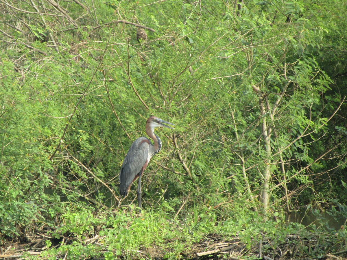 Garza Goliat - ML620703131