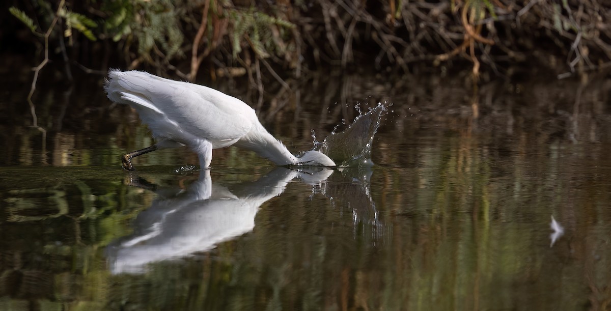 Aigrette neigeuse - ML620703133