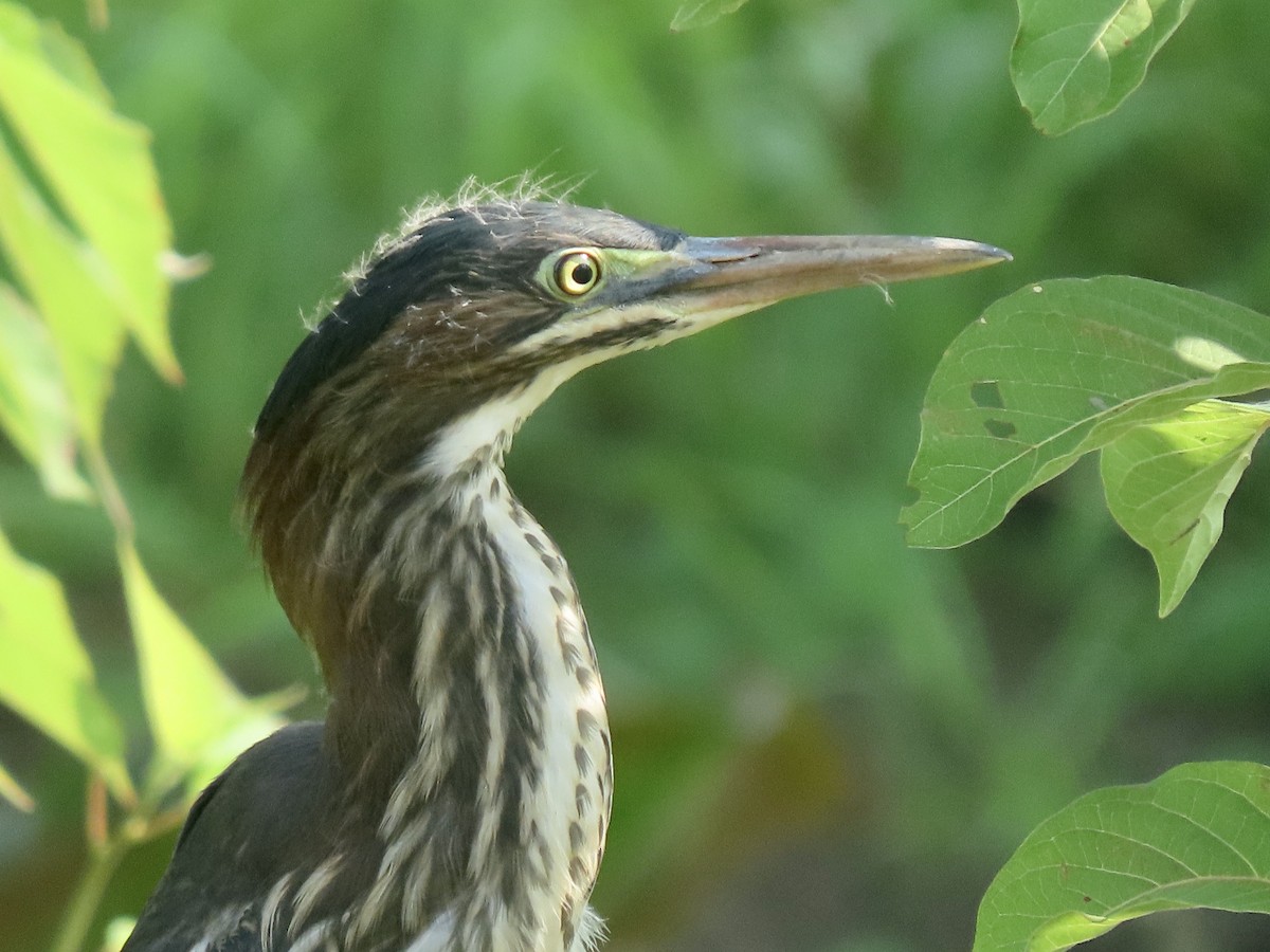 Green Heron - ML620703134