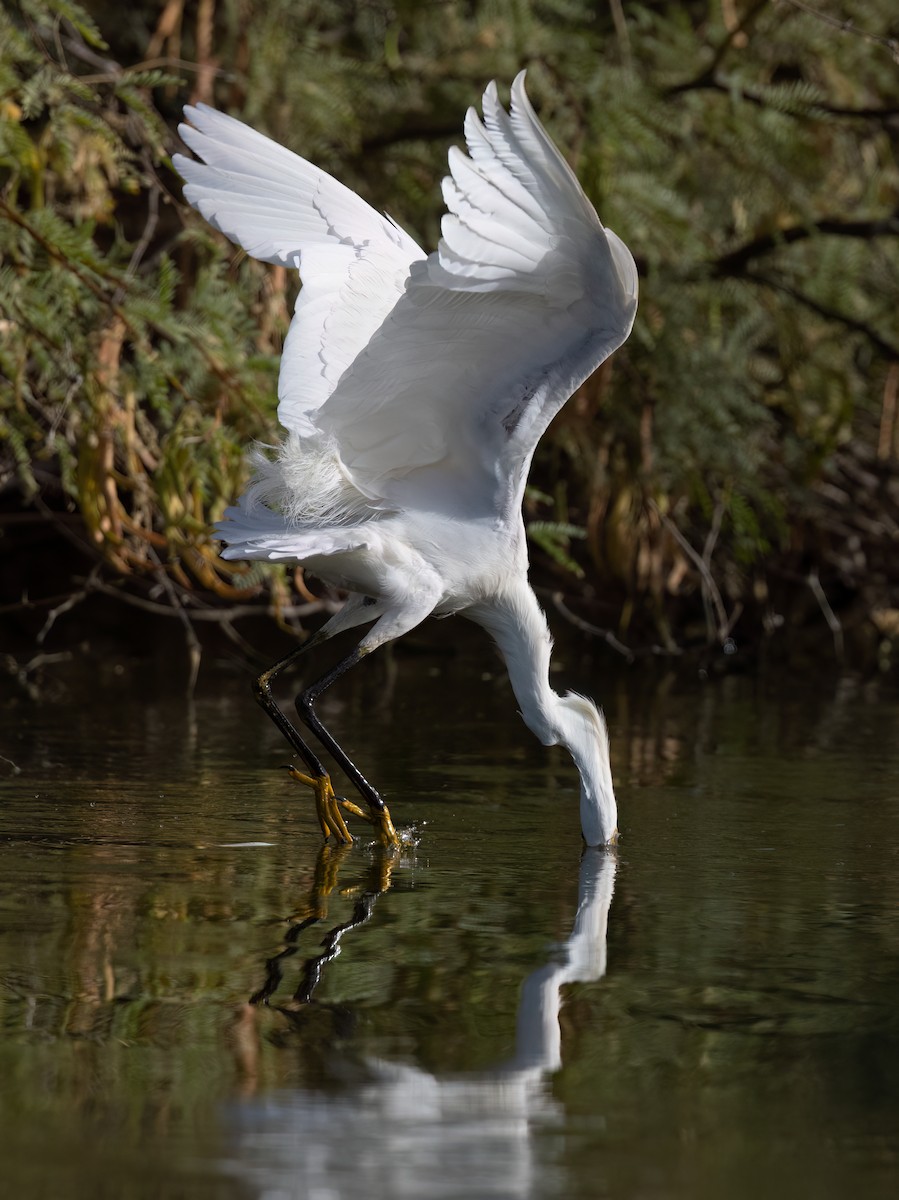 Snowy Egret - ML620703138