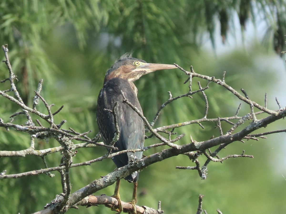 Green Heron - ML620703139