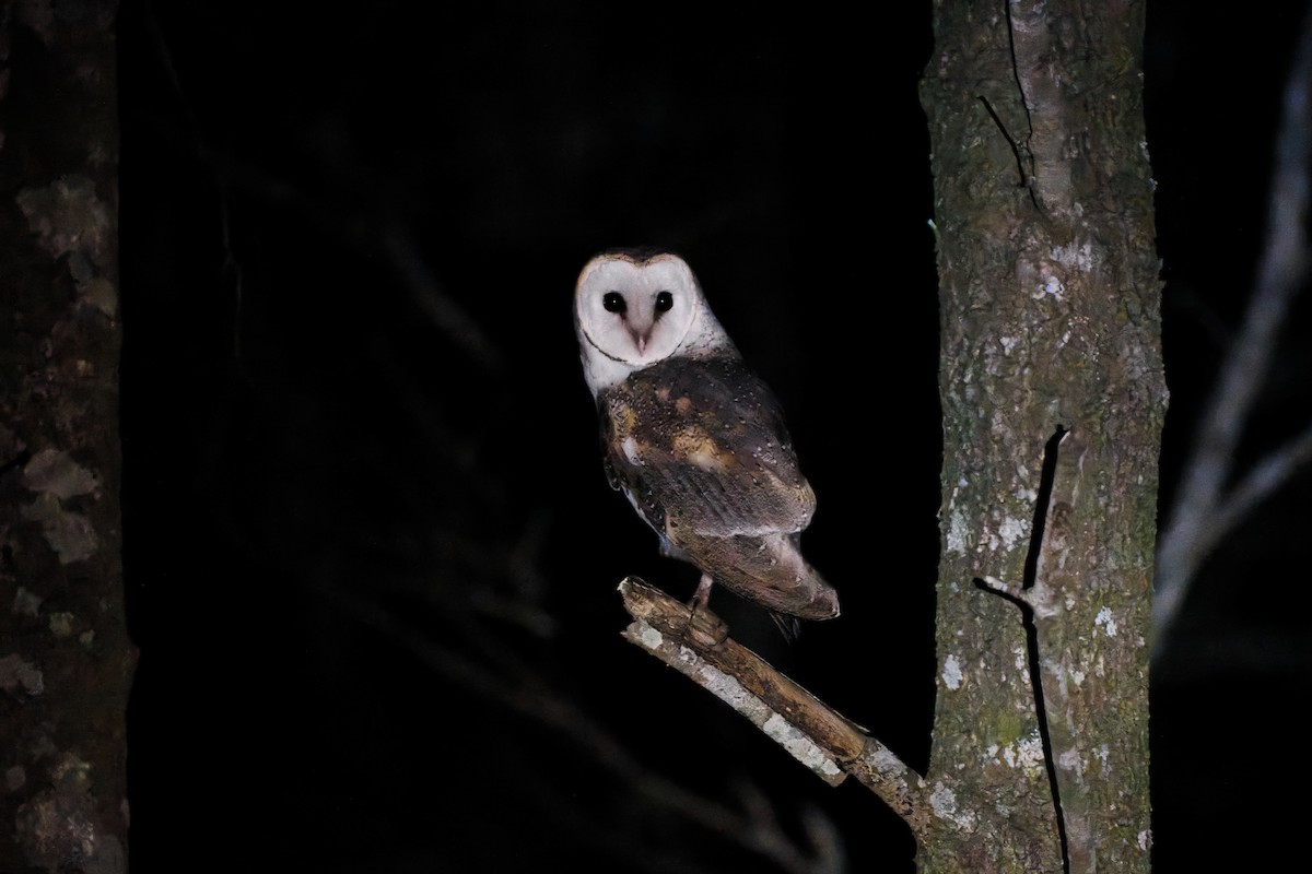 Barn Owl - Kevin Huang