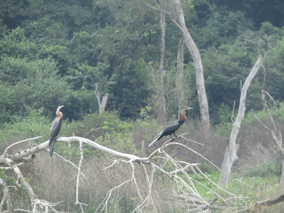 Afrika-Schlangenhalsvogel - ML620703142