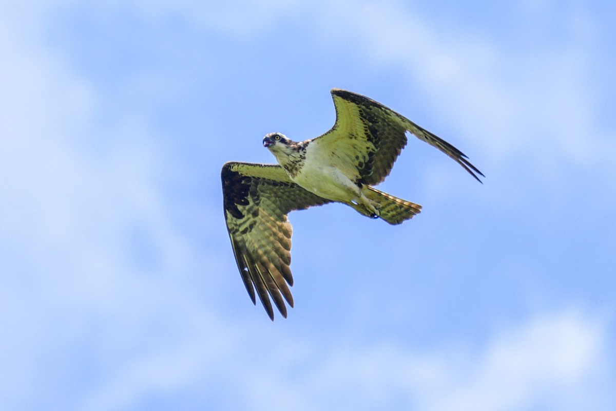 Balbuzard pêcheur - ML620703144