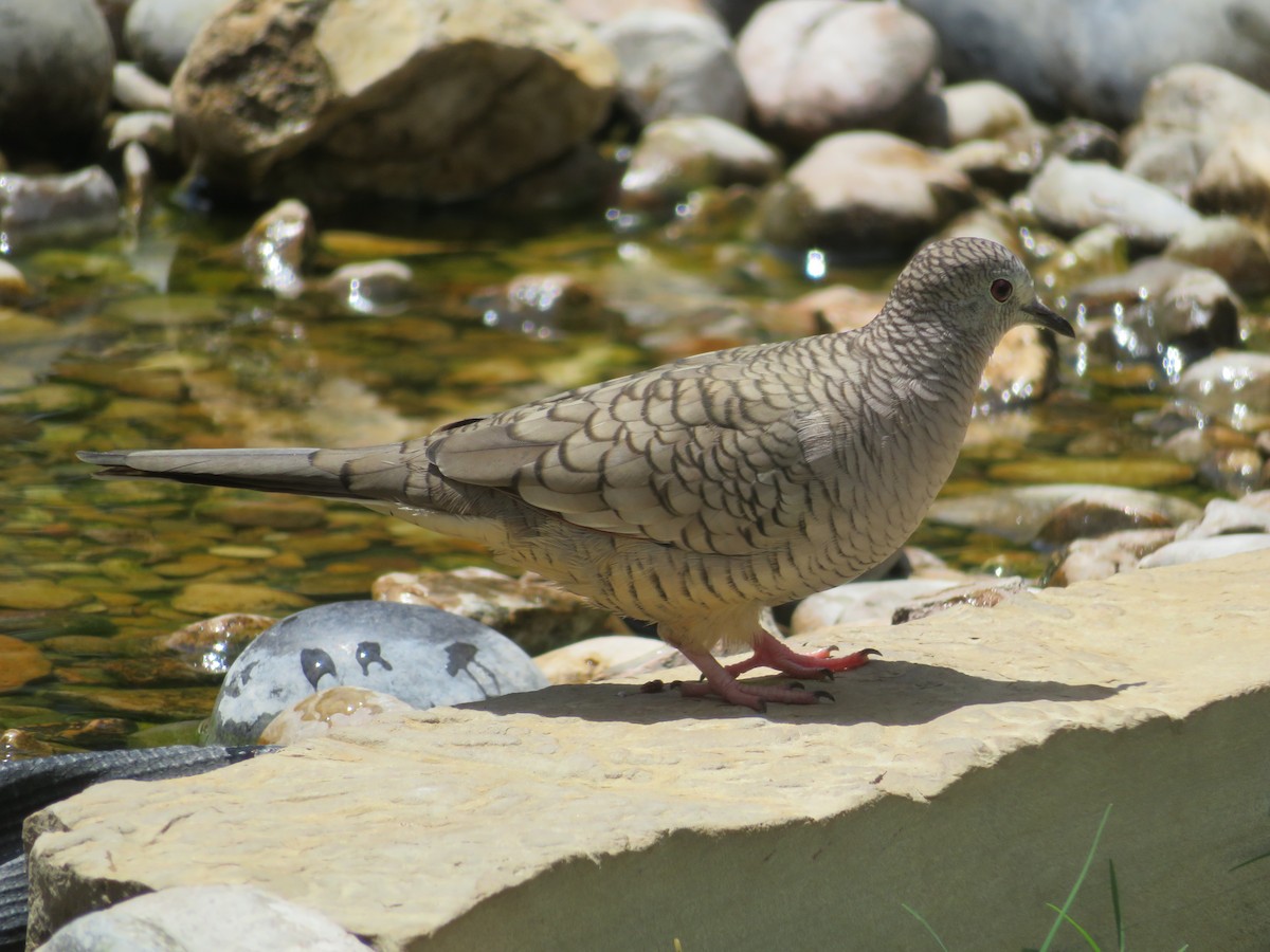 Inca Dove - ML620703145