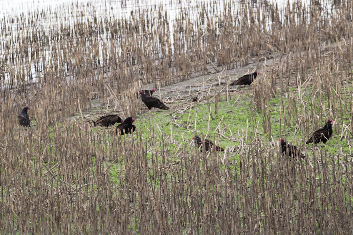 Turkey Vulture - ML620703147