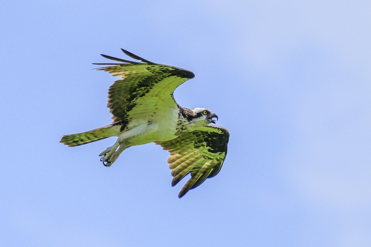 Balbuzard pêcheur - ML620703148