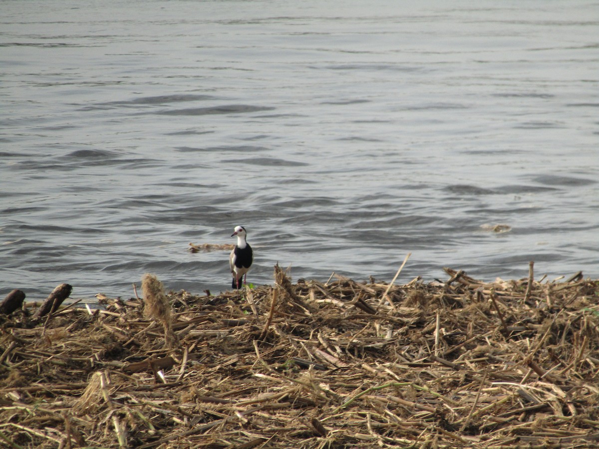 Long-toed Lapwing - ML620703149