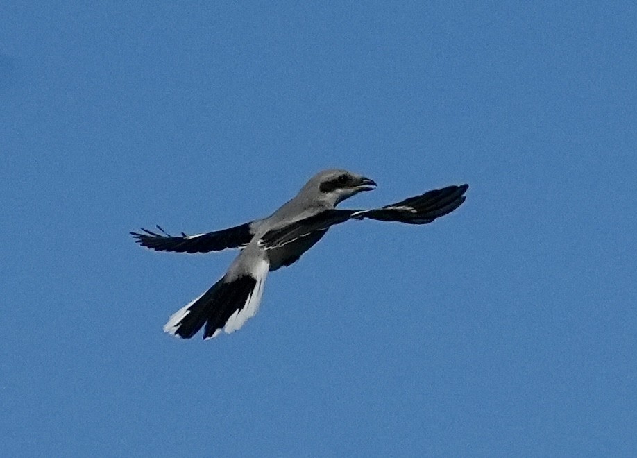 Great Gray Shrike - ML620703153