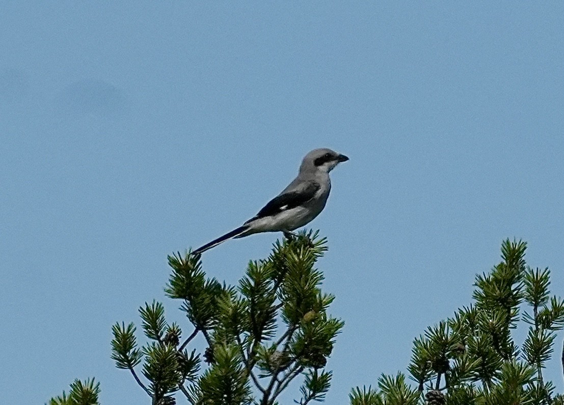 Great Gray Shrike - ML620703154