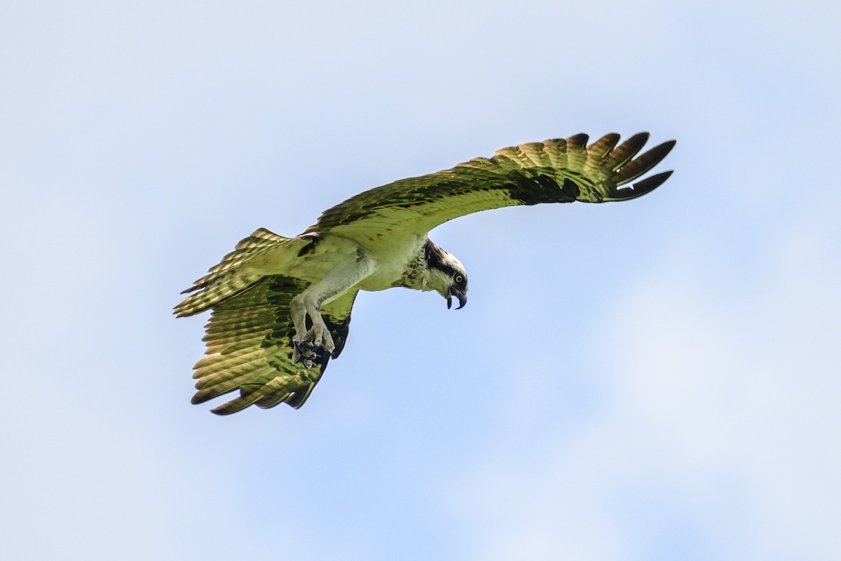 Balbuzard pêcheur - ML620703156