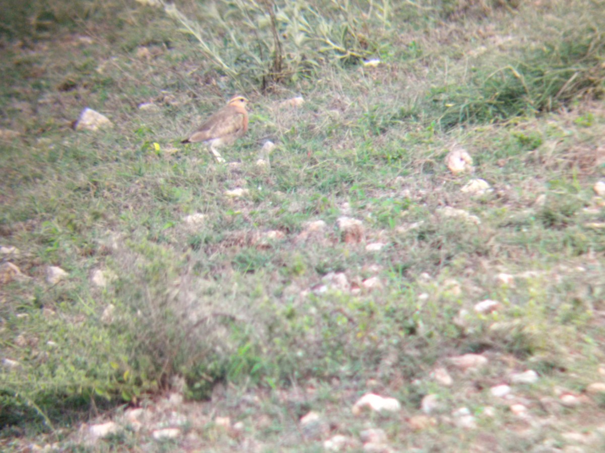 Indian Courser - ML620703163