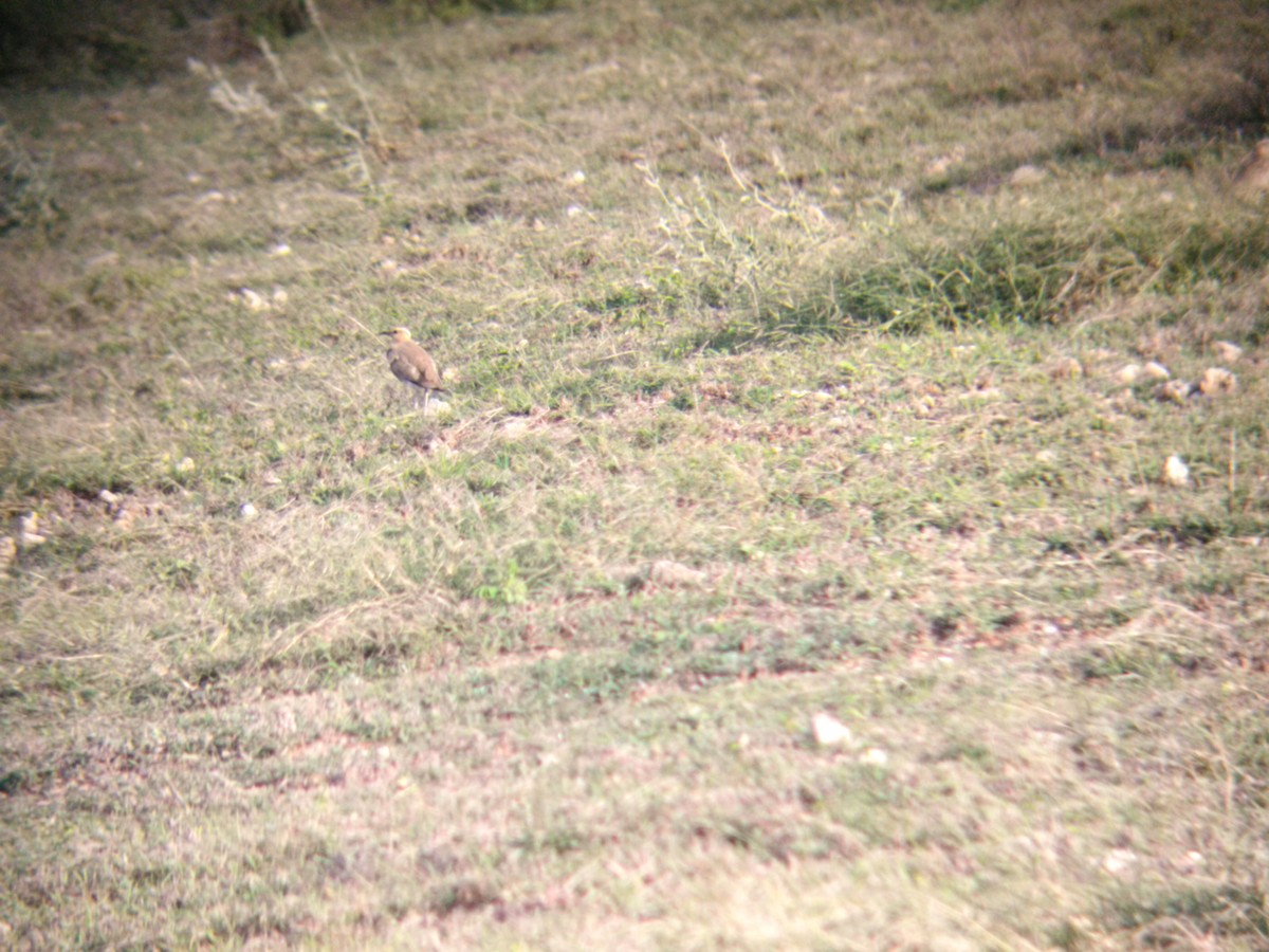 Indian Courser - ML620703164