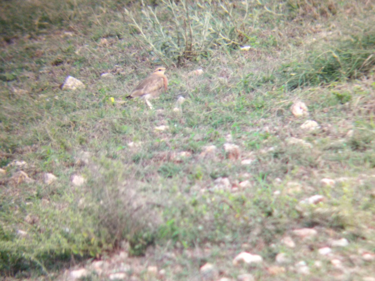 Indian Courser - ML620703165