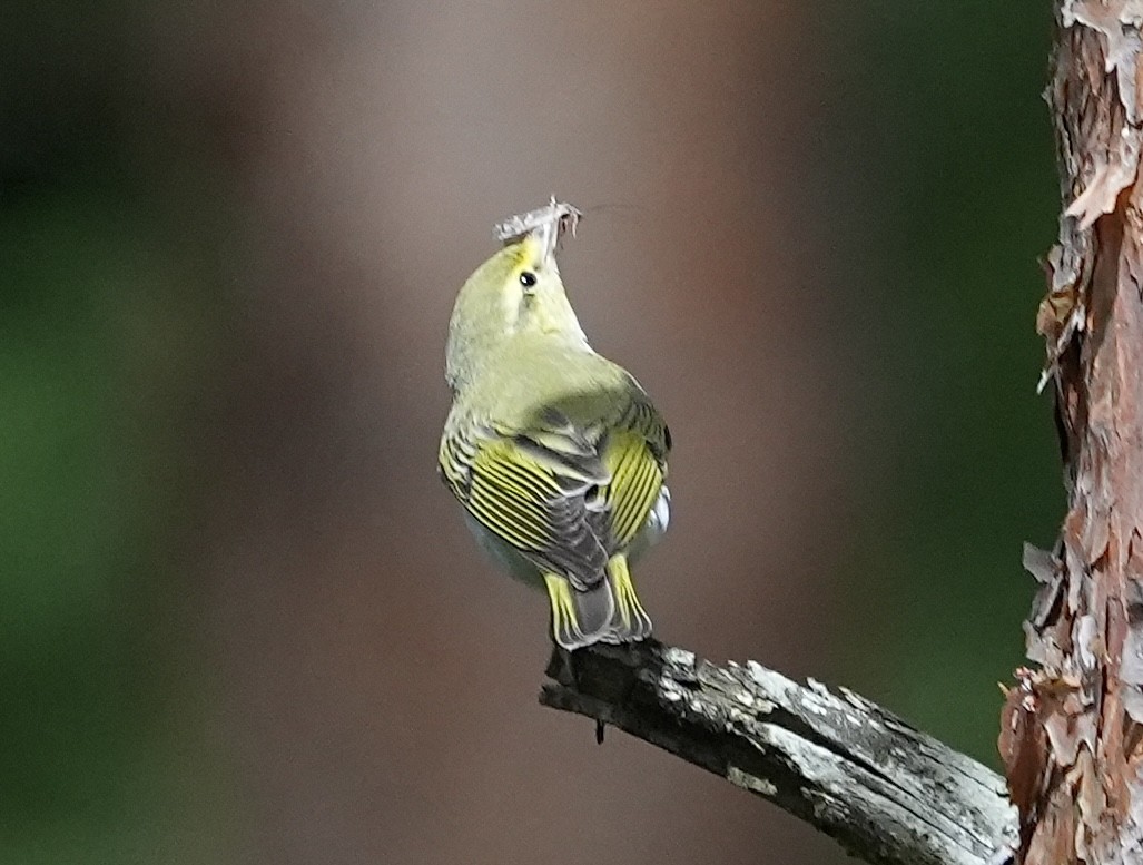 Wood Warbler - ML620703172