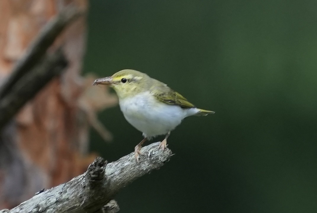 Wood Warbler - ML620703174