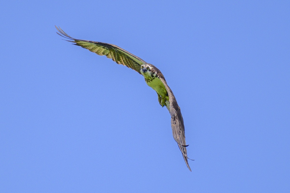 Balbuzard pêcheur - ML620703176