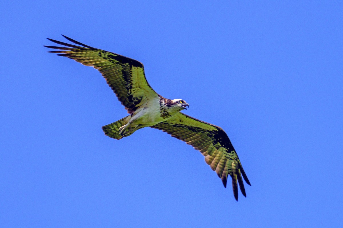 Águila Pescadora - ML620703178