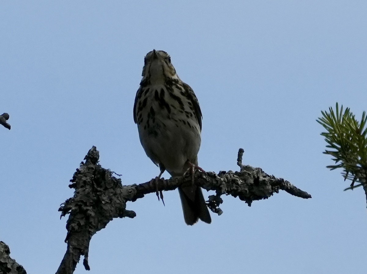 Tree Pipit - ML620703179