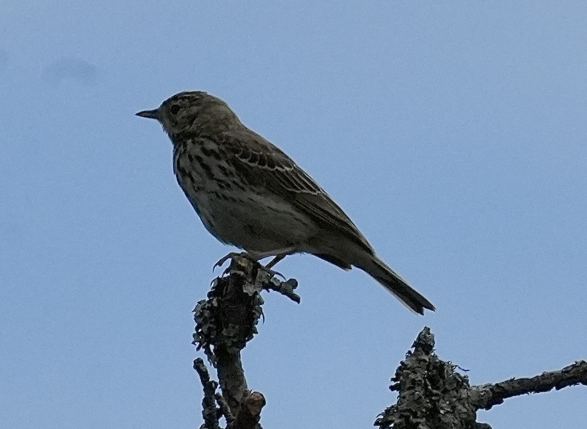 Tree Pipit - ML620703180