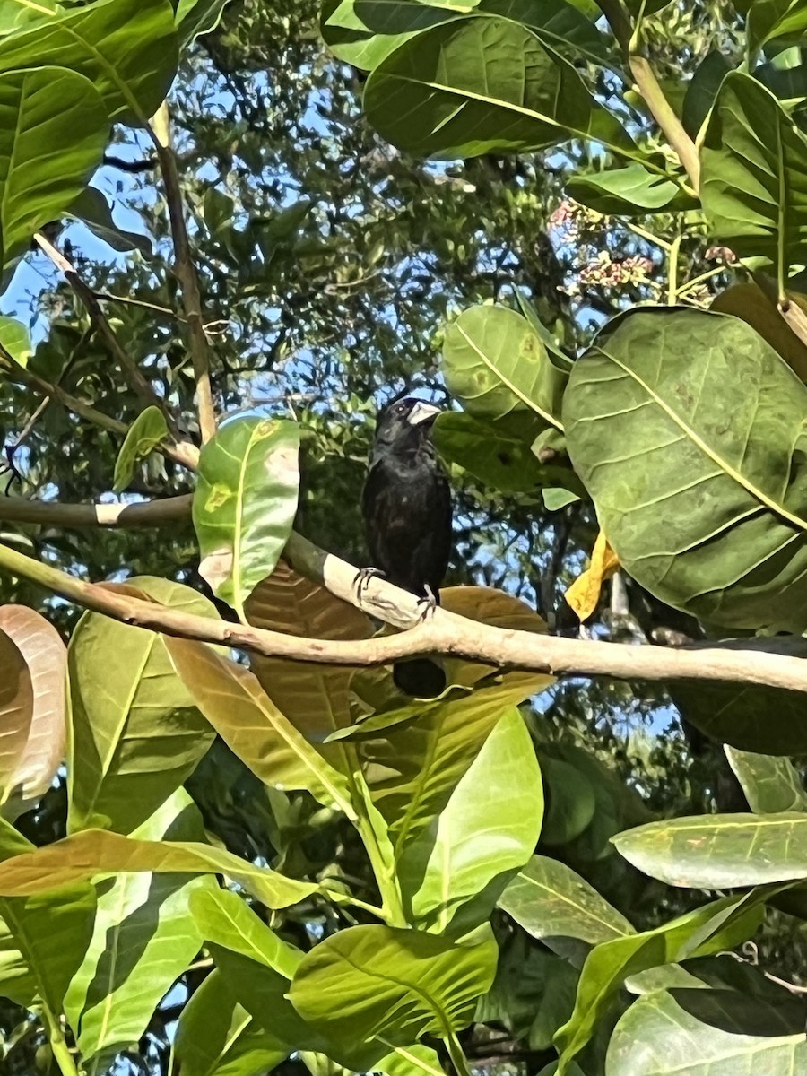 Thick-billed Seed-Finch - ML620703186