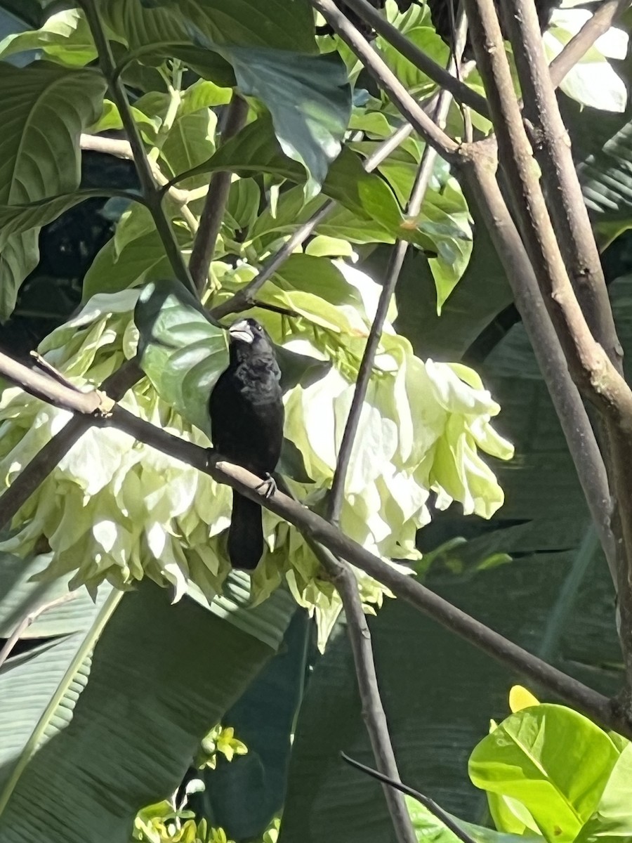 Thick-billed Seed-Finch - ML620703188