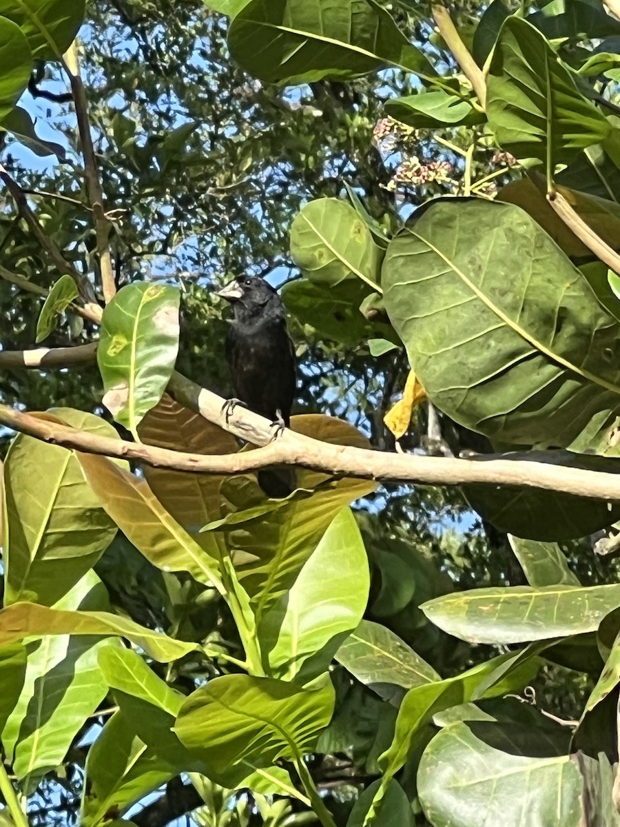 Thick-billed Seed-Finch - ML620703189