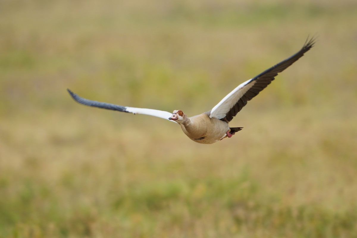 Egyptian Goose - ML620703190