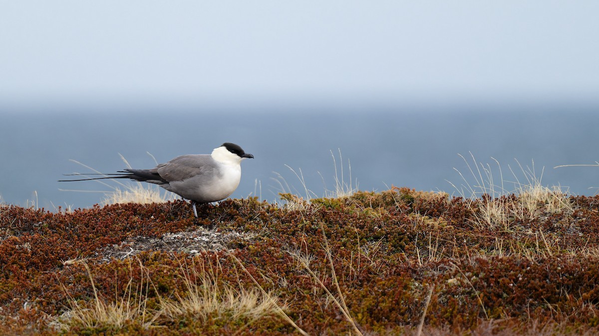 Long-tailed Jaeger - ML620703193