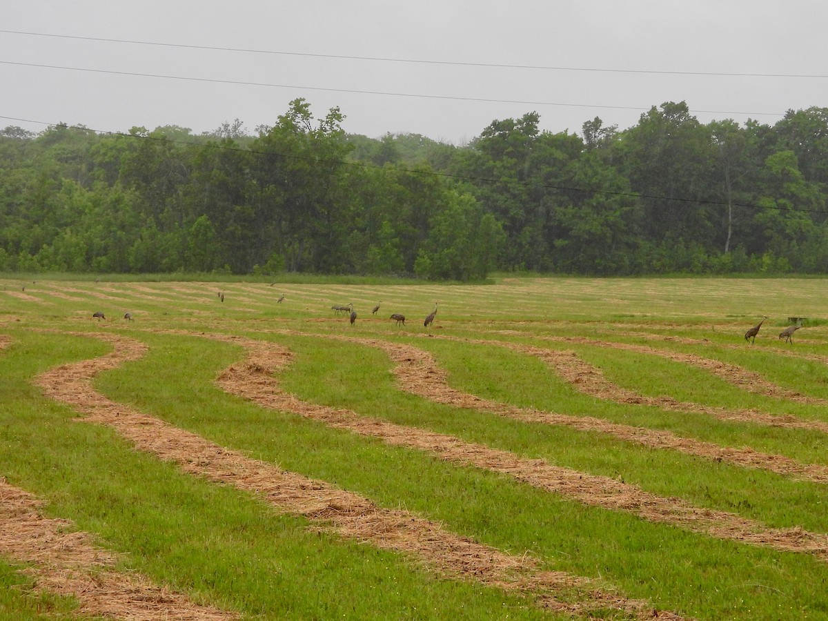 Sandhill Crane - ML620703194