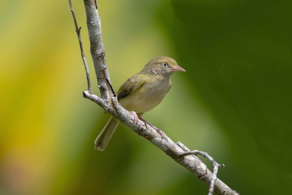 buskvireo - ML620703195