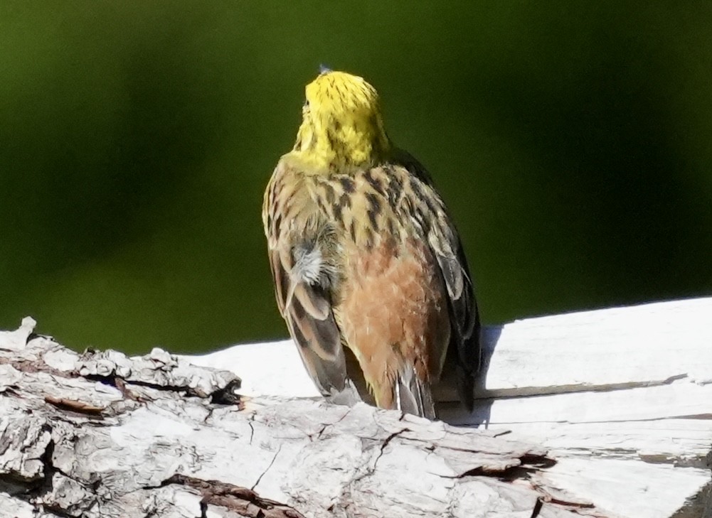 Yellowhammer - ML620703197