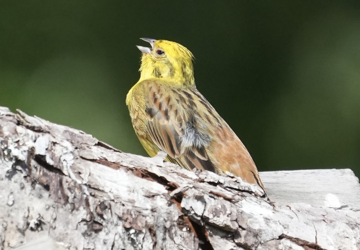 Yellowhammer - ML620703198