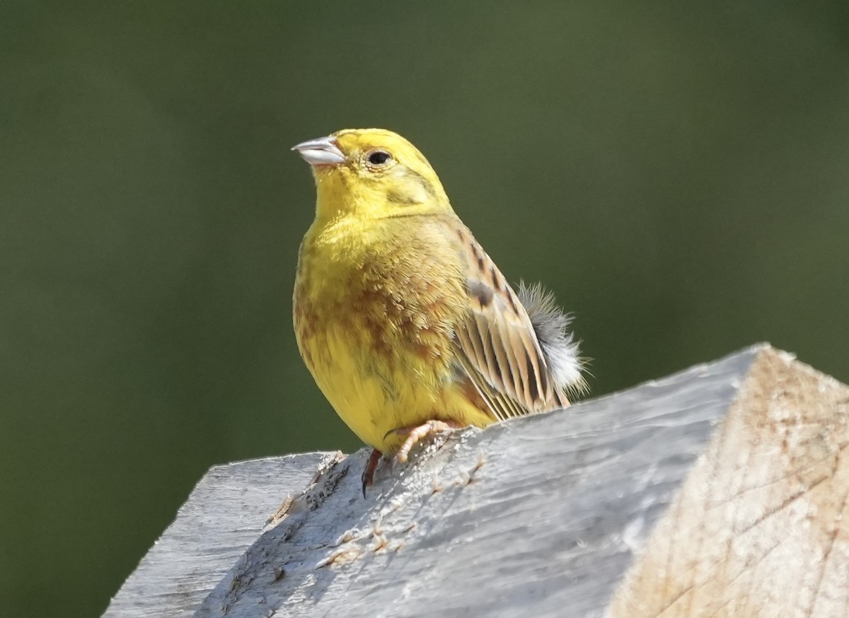 Yellowhammer - ML620703199