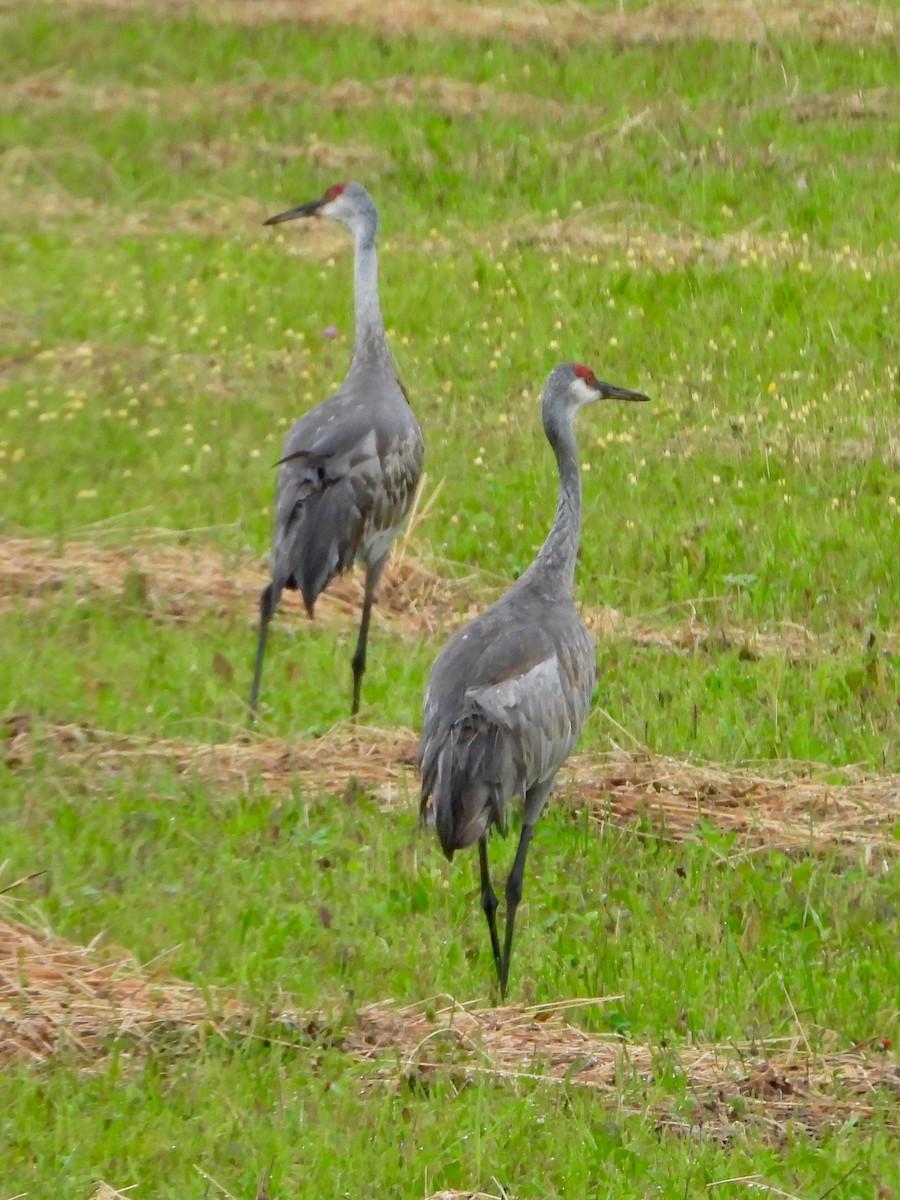 Grulla Canadiense - ML620703200