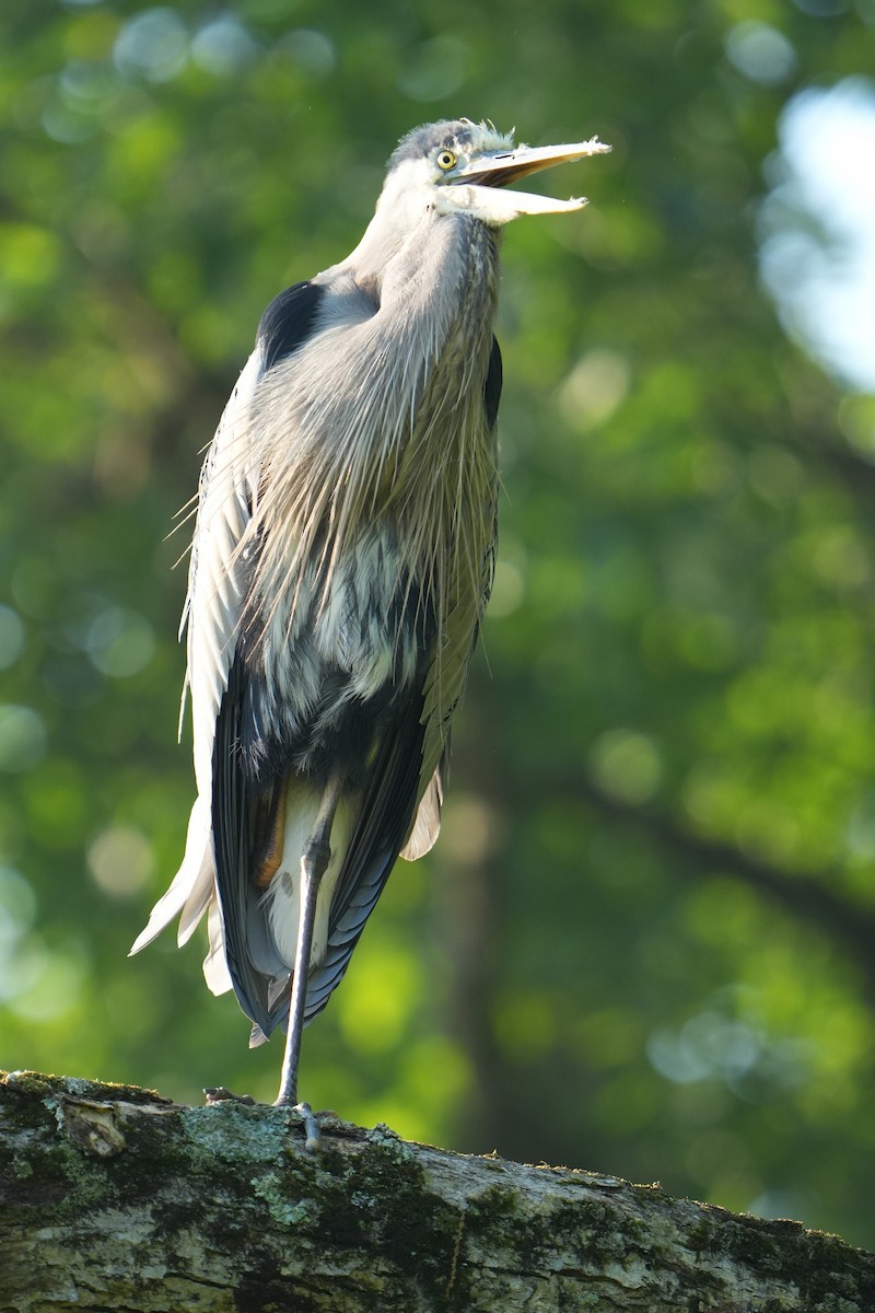 Great Blue Heron - ML620703202