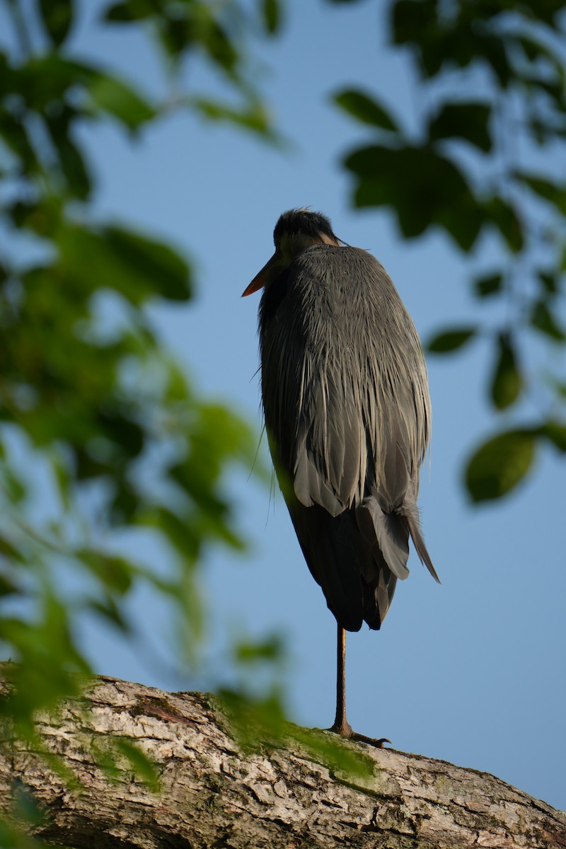 Great Blue Heron - ML620703203