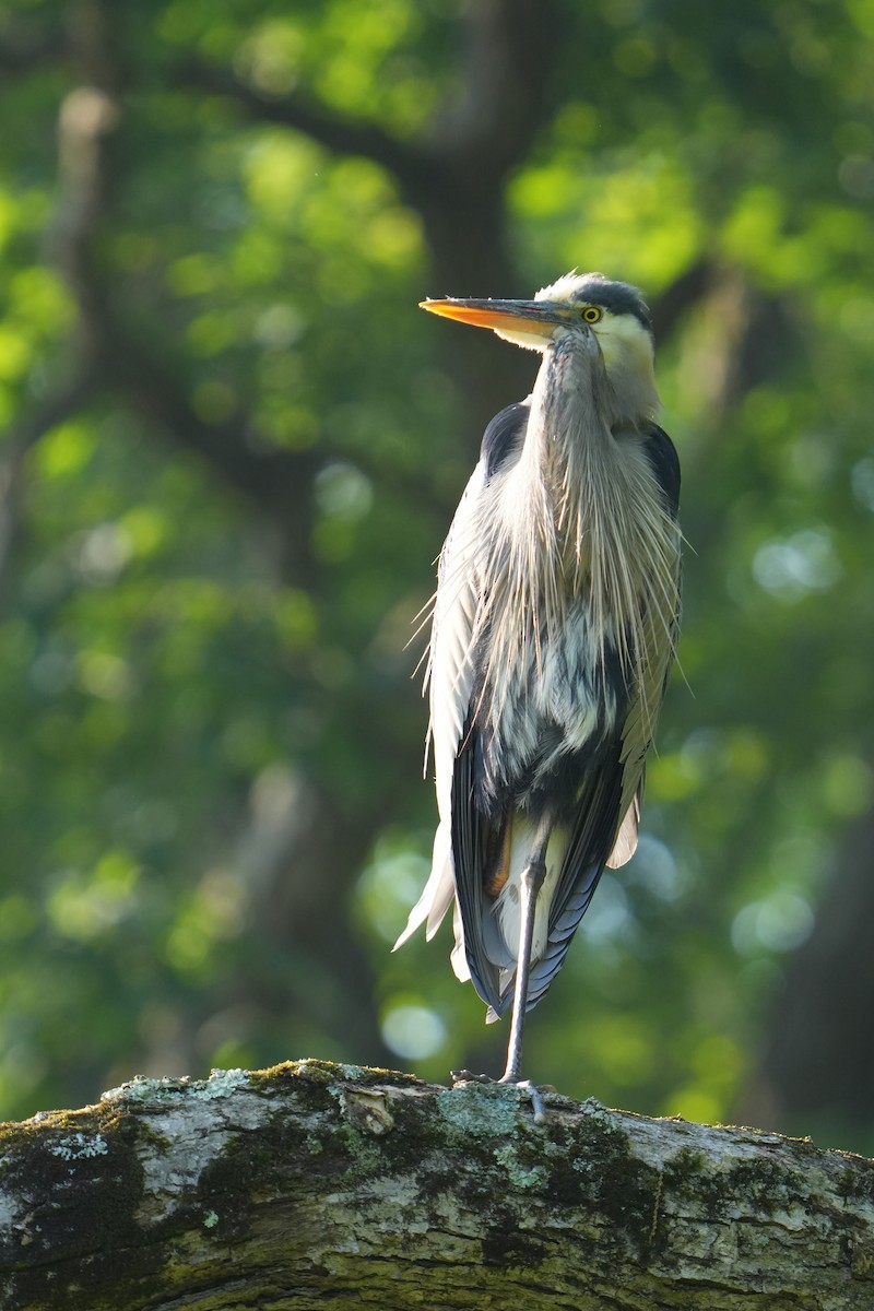 Great Blue Heron - Will Cihula